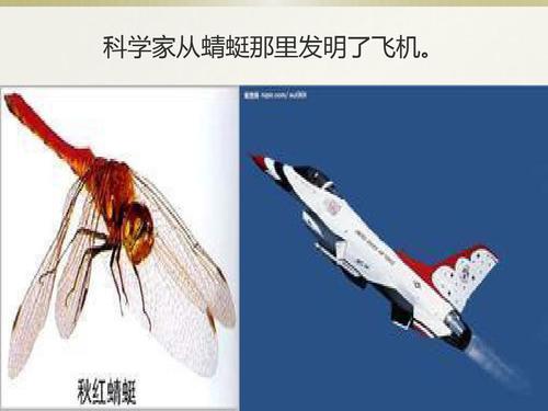 第四小组动物仿生学ppt