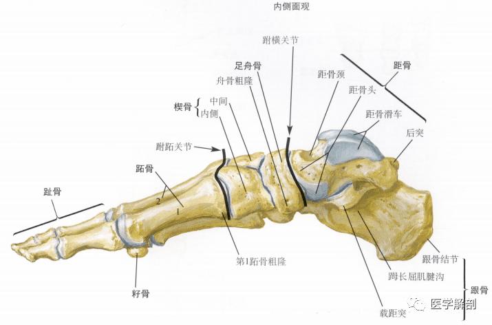 ③足舟骨 ④外侧楔骨 ⑤骰骨⑥跟骨 ⑦距骨滑车)本期题目(腕)快留言