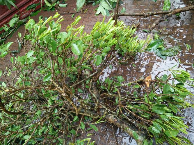 请问这种寄生在龙眼树上的是什么植物?