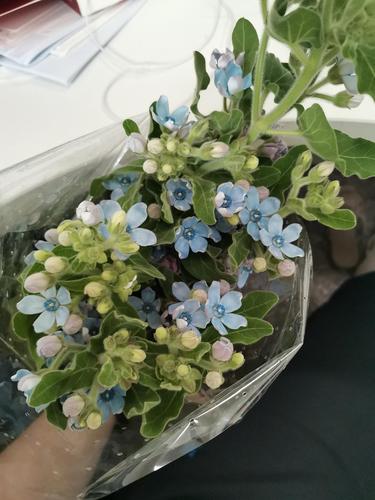 想请问一下这是琉璃草吗(是蓝星花)