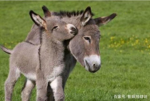 一头小毛驴从小跟狗狗长大,结果被带偏,镜头记录搞笑