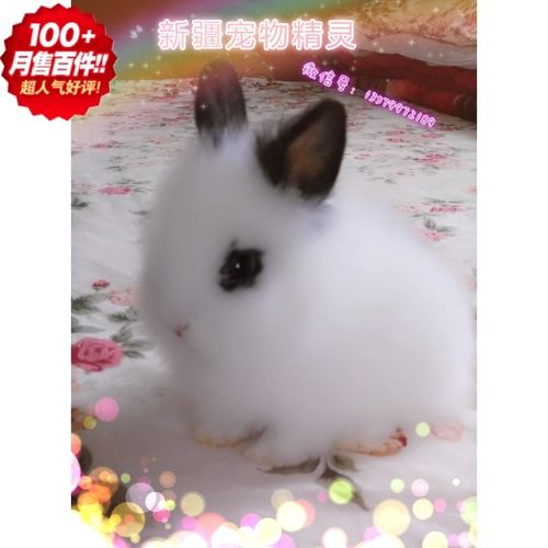 垂耳兔熊猫猫兔安哥拉兔拉侏儒兔活体 迷你茶杯宠物兔子仓鼠活体
