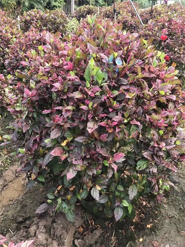 彩叶扶桑批发精美彩叶扶桑彩叶扶桑直销