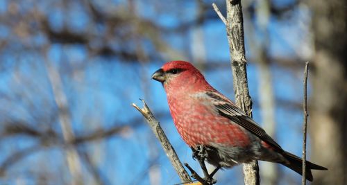 其它 大兴安岭森林燕雀科之鸟类 写美篇        俗名靠山红.长11.