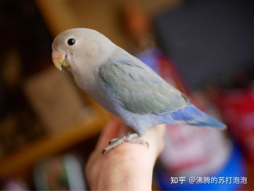 求大神辨辨牡丹鹦鹉公母