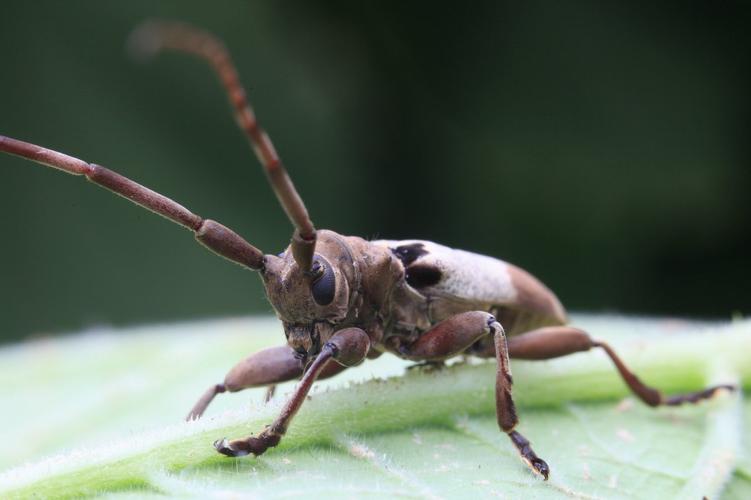 高清褐天牛图片