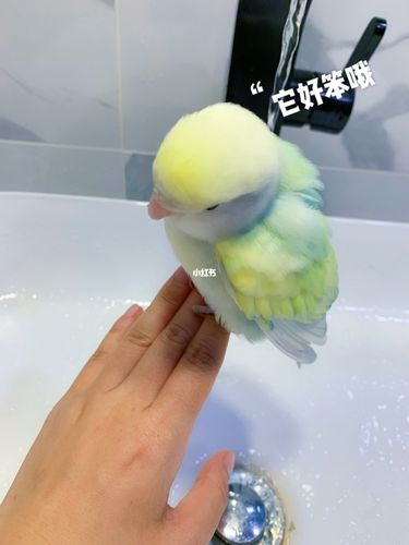 小伙伴看呆了也不学…圆滚滚表示,再也不理你了,哼～～牡丹鹦鹉 花桃