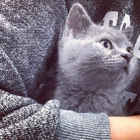 帅气男生与猫咪动物自拍qq头像图片分享