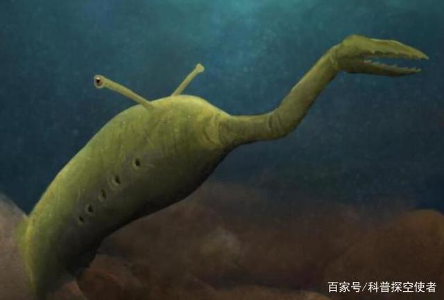 上半身像蛇,下半身像章鱼,这种远古生物什么来头?