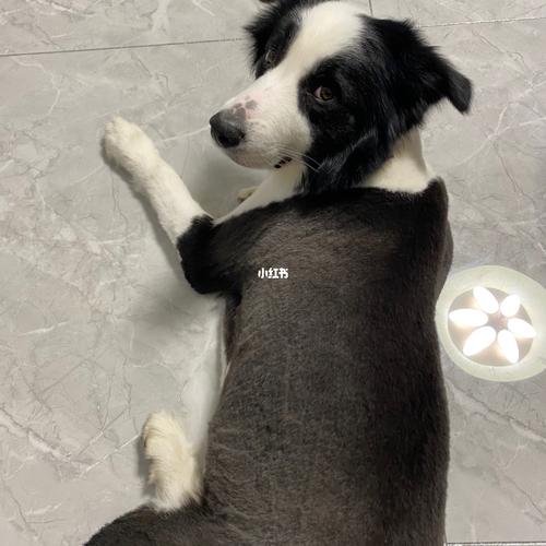 边牧乖乖剪毛中91可爱四连拍_边牧_宠物_狗