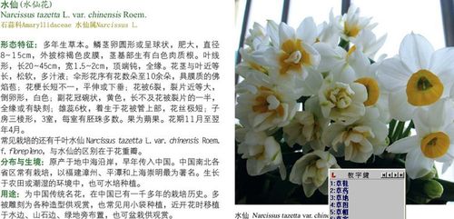 供应 阳台水景小品 水生植物 水仙苗 水仙盆景 水仙花