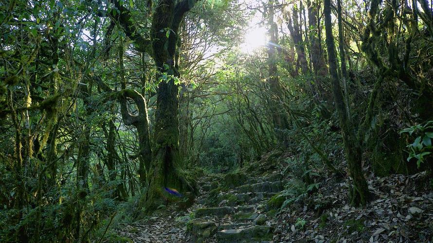 云南最美原始森林-高黎贡山穿越