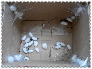 养了二十几条蚕宝宝结茧时一个大鞋盒够吗?