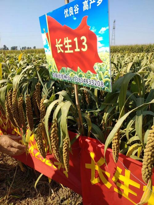 长生13谷子,种植户首选