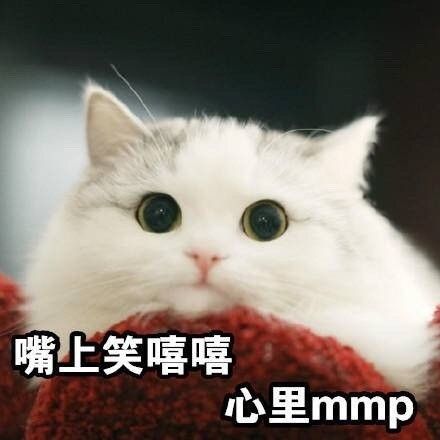 嘴上笑嘻嘻 心里 mmp - 一组猫咪斗图表情 一起吸猫_猫_喵星人表情