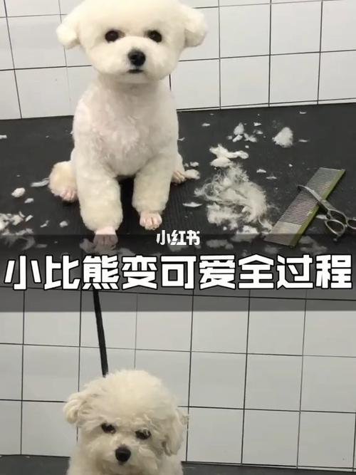 比熊剪毛全过程_比熊_宠物_狗狗_宠物美容_宠物_狗