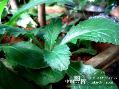 中药百草--筋骨草