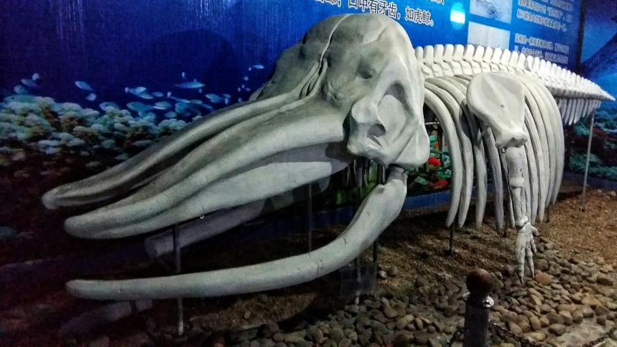 鲸鱼化石