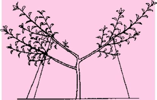 自然开心形桃树整形修剪过程图解!