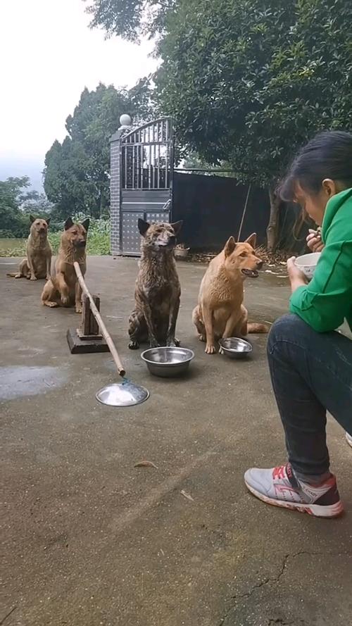 搞笑段子剧一群狗子排队等吃饭