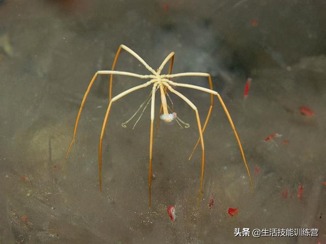 30张图片展示那些不为我们所知的深海生物Ⅱ