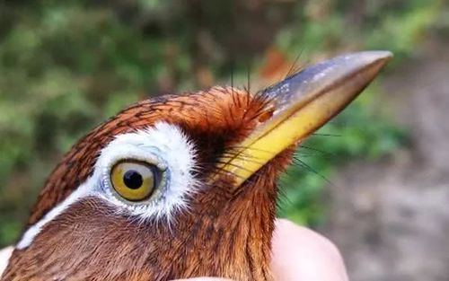 想要养好画眉鸟,人占七成,鸟占三成,为什么这么说呢?