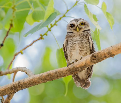 【横斑腹小鸮】