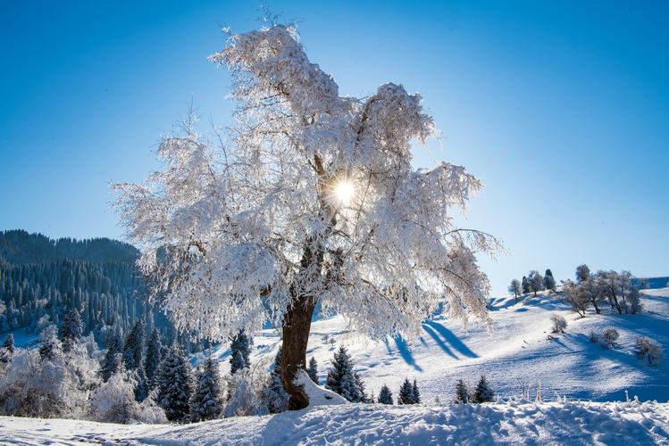 新疆伊犁,那拉提的第一场雪,第一次雾凇.美的如此透彻!