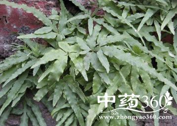 金鸡爪的功效与作用