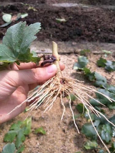 最近,宇花灵公司的研究基地扦插了一批又一批的葡萄苗木,从采枝扦插