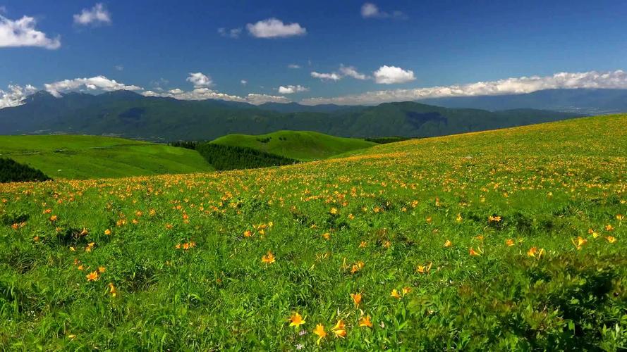 高原地区风清云淡自然花草地风光