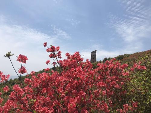2020年4月58号大雷山赏杜鹃花