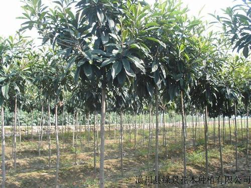 枇杷树 