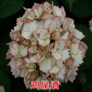 庭院绿植物紫阳花无尽夏 魔幻绣球花苗阳台盆栽花卉 鸡尾酒 新品上架