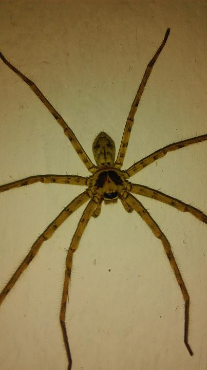 这是哪个种类的蜘蛛?