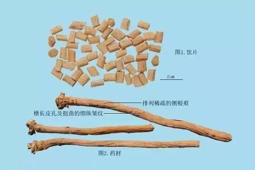 【中药学堂】牛膝