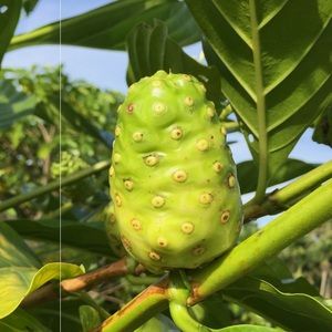 3斤包邮 海南诺丽果 野生诺尼果 新鲜水果 noni果新鲜 酵素液水果