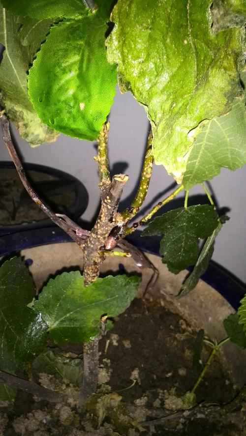 家里的盆栽无花果树生病了