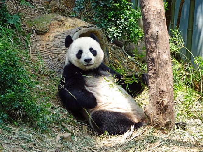 动物园里的国宝大熊猫图片 - 第13张