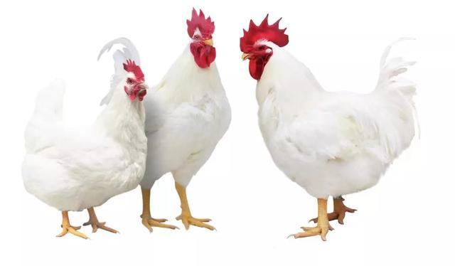 白羽肉鸡我国自产品种广明2号来啦