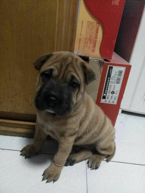 我的沙皮幼犬是和小土狗的串串,妈妈是沙皮,现在长得像妈妈,长大以后