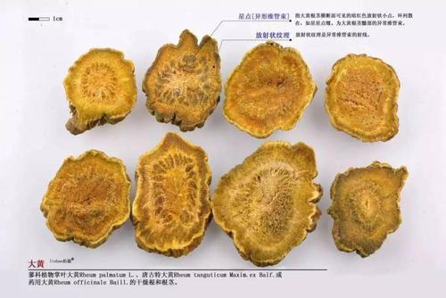 生军,生大黄,熟大黄,川大黄,川军,酒军,箱黄,箱军,箱大黄,西吉,西庄