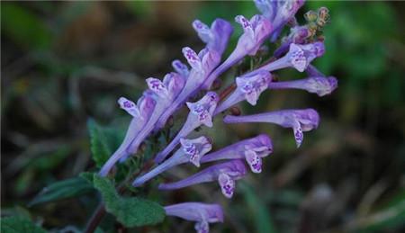 韩信草的功效与作用