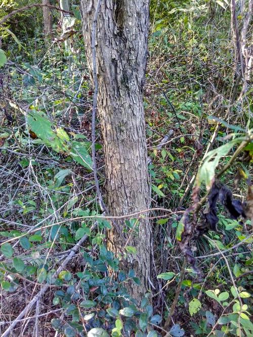 我们家乡有种野生檀树,不知叫什么檀木树?