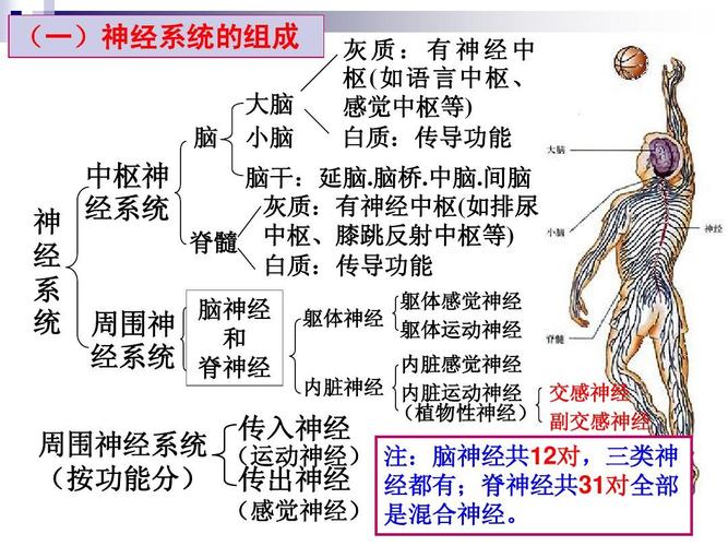 第二节 神经系统的结构和功能(上课用)ppt