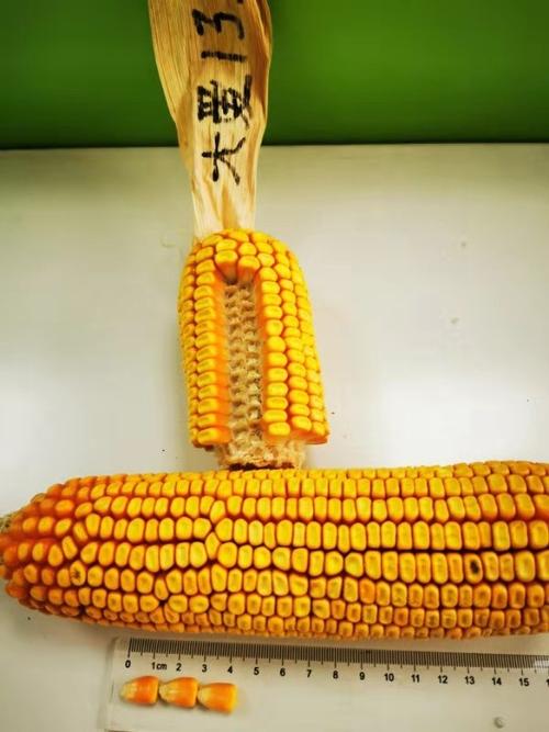 大爱种业玉米品种合集