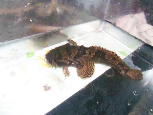 石头鱼,淡水狮子鱼可换鱼   