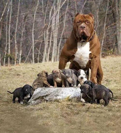 美国恶霸犬与比特犬是同一种犬吗?其实恶霸犬并不恶