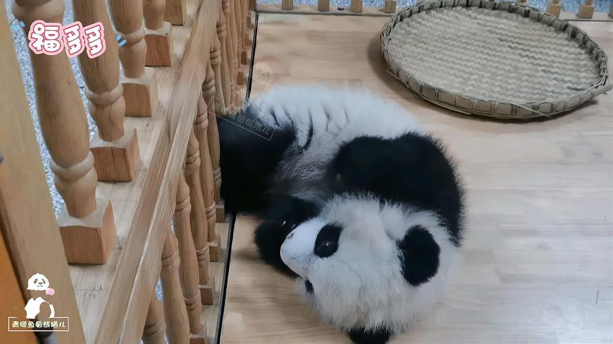 熊猫宝宝福多多像个小婴儿一样的吃手手简直太萌太可爱