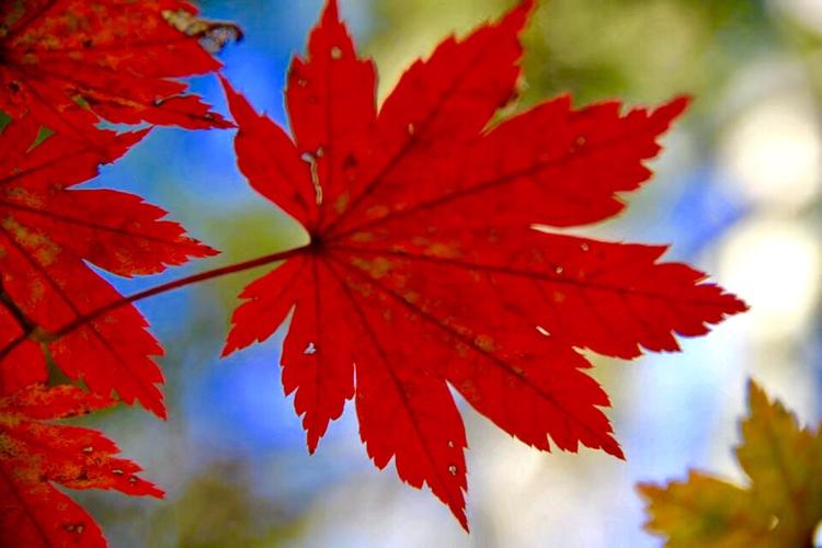 金秋十月枫叶美